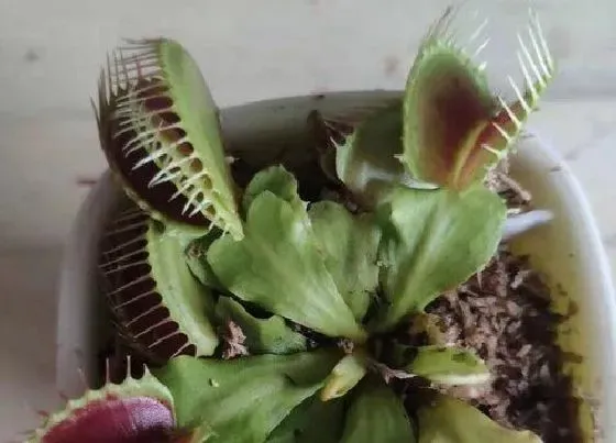 植物百科|捕蝇草有种子吗
