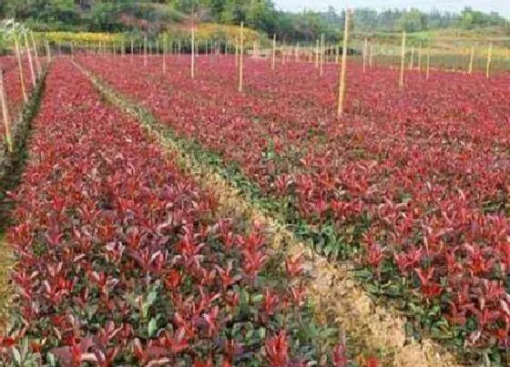 植物施肥|苗木用什么肥料最好