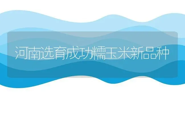 河南选育成功糯玉米新品种 | 粮油作物种植