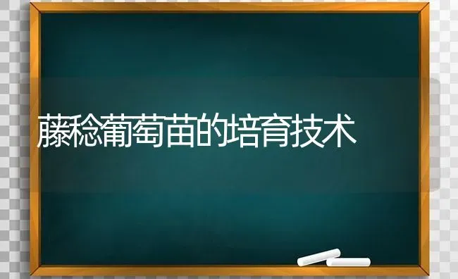 藤稔葡萄苗的培育技术 | 瓜果种植