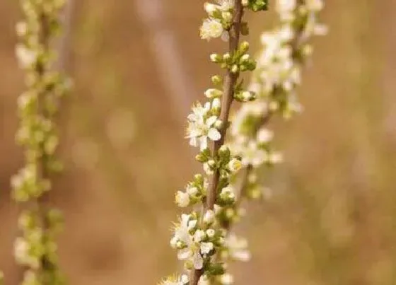 开花时间|钙果一年开几次花