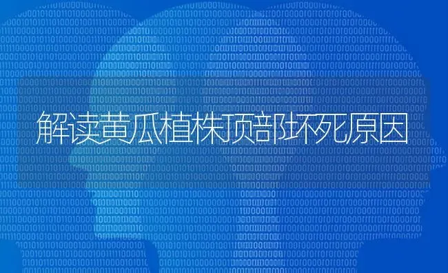解读黄瓜植株顶部坏死原因 | 蔬菜种植