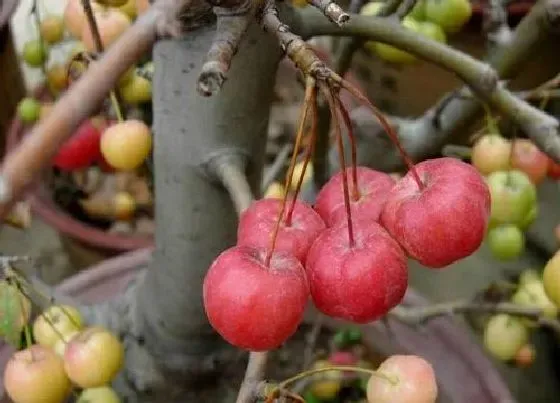 冬天植物|冬红果耐寒多少度