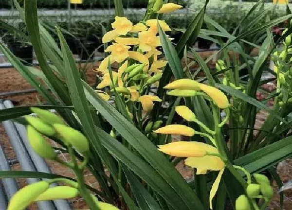 植物移栽|四季兰什么时候分株