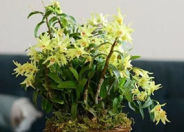 植物浇水|石斛几天浇一次水 春夏秋冬各不同
