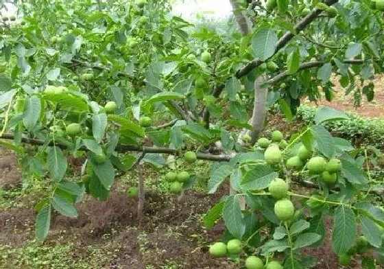 植物修剪|核桃树怎么剪枝 修剪方法及图解