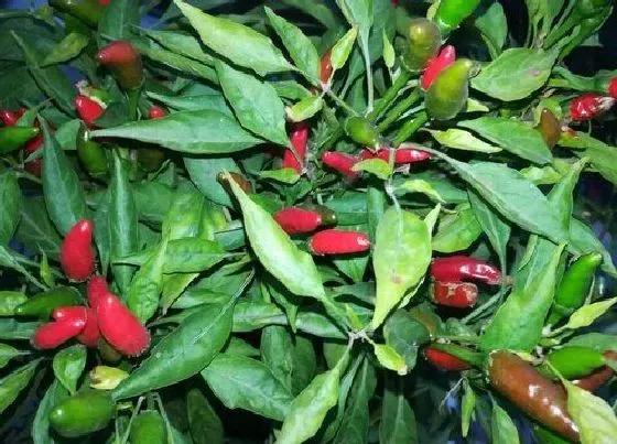 种植方法|小米椒的种植方法和时间 种植技术要求