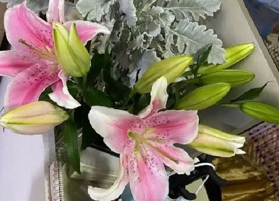 植物寓意|表示善良的花 花语是代表善良的花
