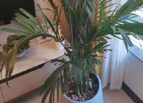 植物种类|袖珍椰子是草本还是木本