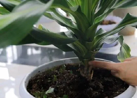 植物修剪|巴西木怎么修剪方法