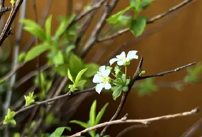 植物百科|干枝雪柳可以养多久时间（雪柳鲜枝水养真的能养活开花吗）