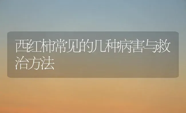 西红柿常见的几种病害与救治方法 | 蔬菜种植