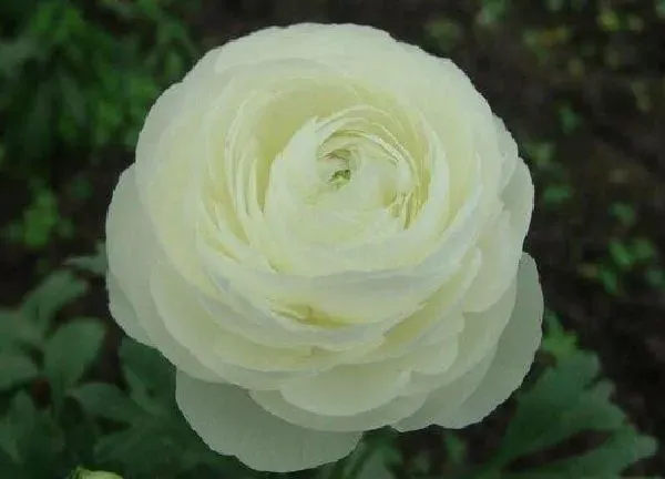 养殖科普|花毛茛好养吗 养殖方法和养护要点