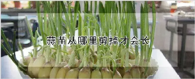 蒜苗从哪里剪掉才会长 | 种植技术