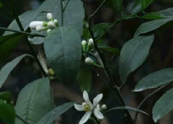 植物毒性|柠檬花有毒吗 能在家里养吗