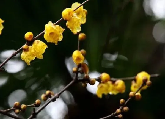 种植管理|腊梅什么时候种植最好