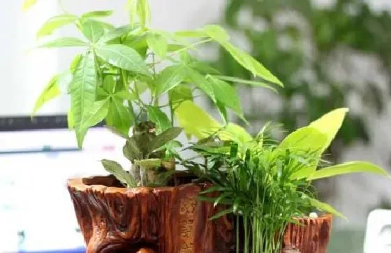 植物施肥|发财树用什么肥料最好