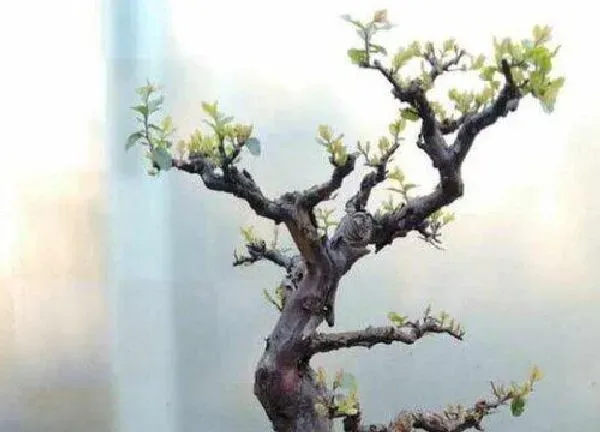 植物移栽|雀梅什么时候换盆合适