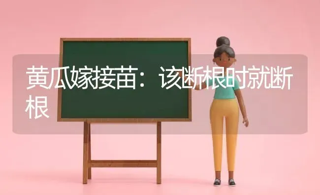 黄瓜嫁接苗：该断根时就断根 | 蔬菜种植