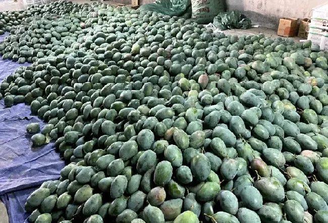 果实科普|芒果催熟哪种方法最快又不坏（生芒果怎么放才会熟）