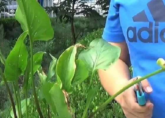 植物修剪|马蹄莲怎么修剪方法