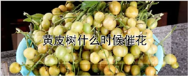 黄皮树什么时候催花 | 种植资料