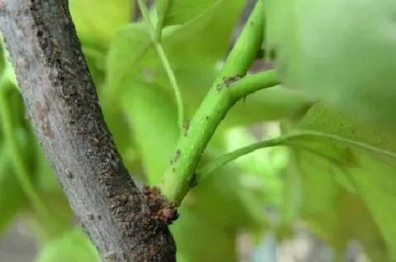 植物虫害|桂花介壳虫用什么药管用 治疗措施与防治方法