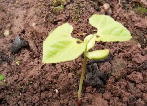 种植方法|紫扁豆种植时间和方法