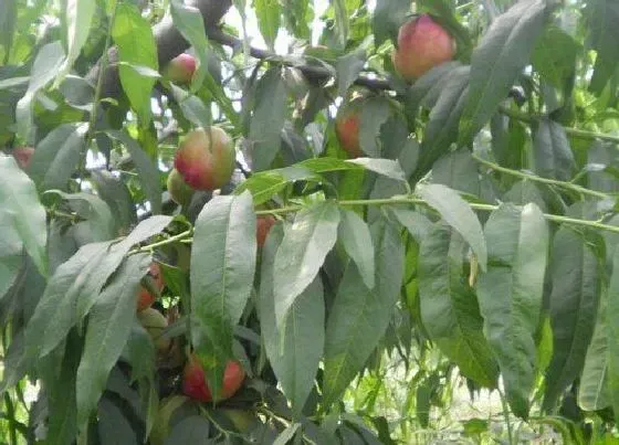 风水百科|后院种什么树风水最好 房屋后面栽什么树最吉利