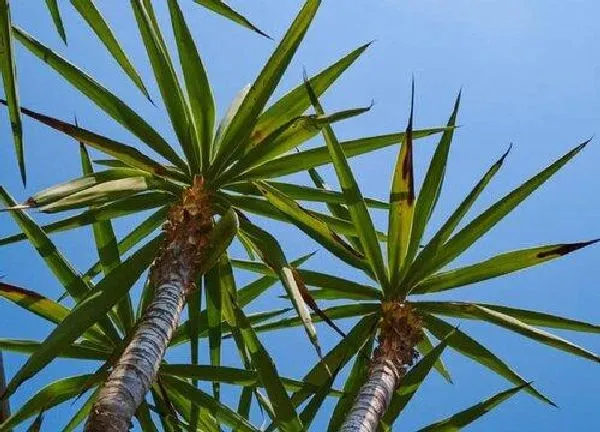 植物移栽|龙血树什么时候换盆合适