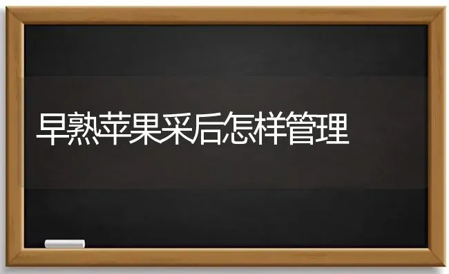 早熟苹果采后怎样管理 | 瓜果种植