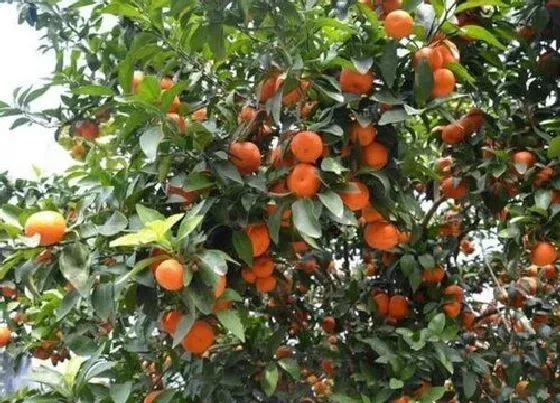 种植管理|砂糖橘几年结果实