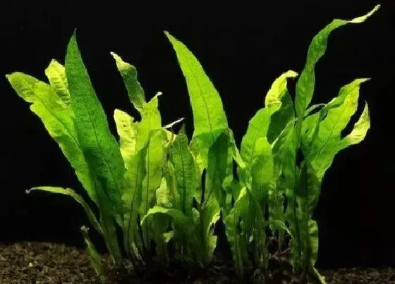 种植管理|伊乐藻几月份种植合适
