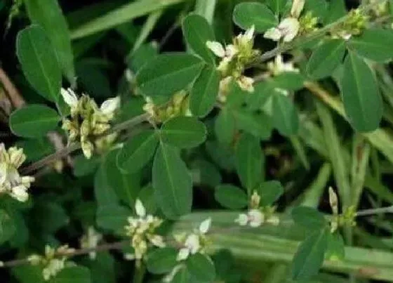 植物百科|铁马鞭开花吗 开花什么样子