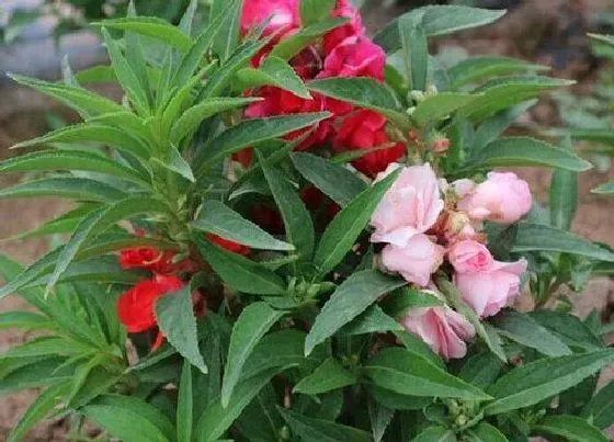 植物毒性|水季草有毒吗 可以放在室内养吗