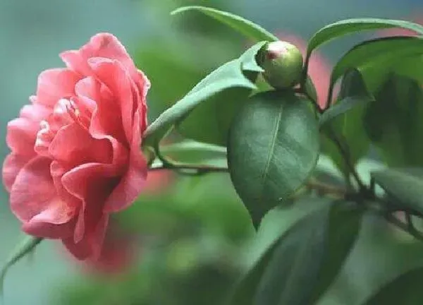 养殖科普|山茶花怕晒吗 怕阳光晒吗