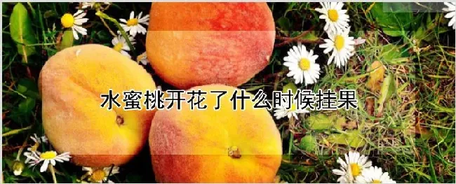 水蜜桃开花了什么时候挂果 | 农业科普