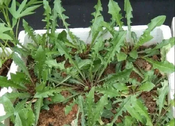 植物播种|蒲公英什么时候播种最合适