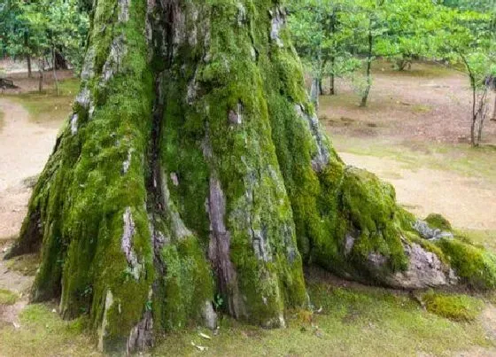 植物百科|绿苔是什么植物类别