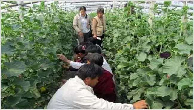 厚皮甜瓜的整枝技术 | 种植技术