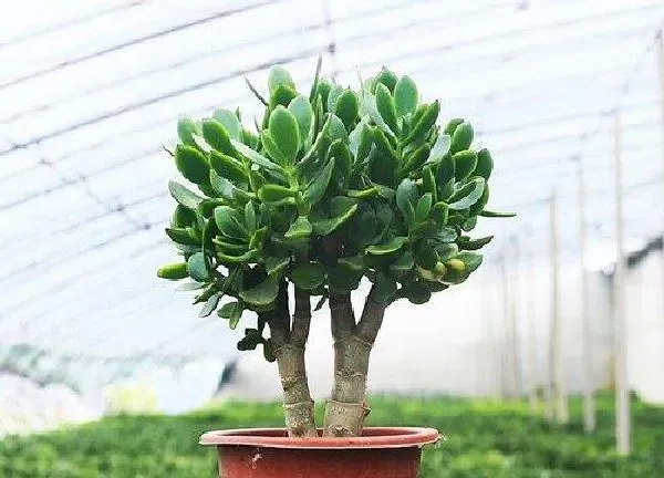 植物浇水|玉树多久浇一次水