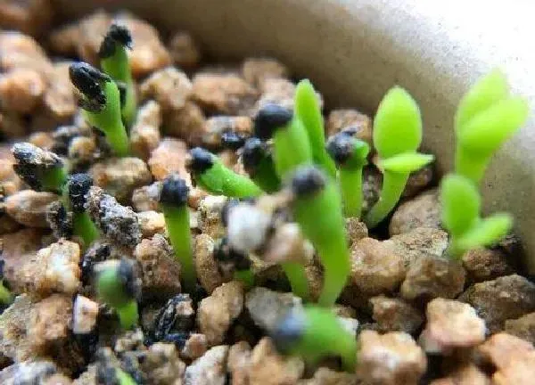 植物发芽|火龙果怎么发芽快