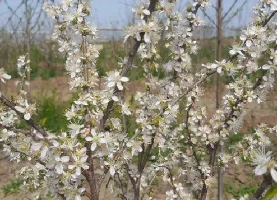 开花时间|钙果一年开几次花