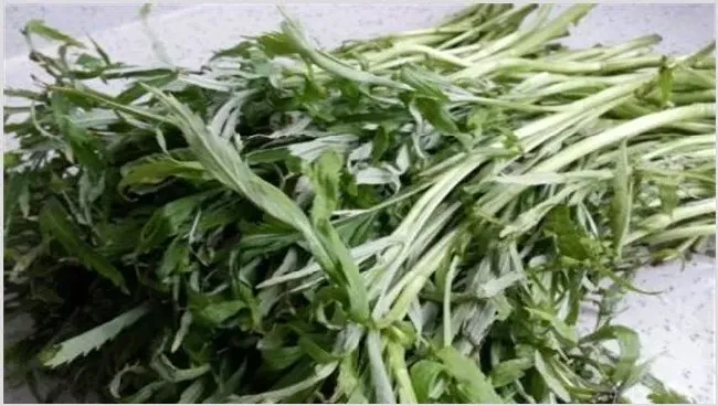 藜蒿的种植技术 | 耕种资料