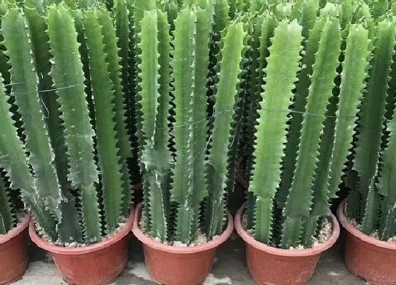 植物毒性|火殃勒的汁液有毒吗