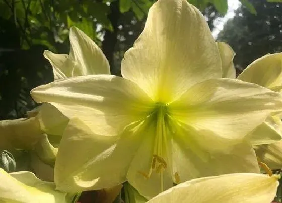 植物繁殖|对对红怎么繁殖方法和注意事项