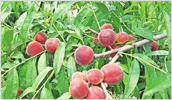 桃树夏季修剪注意什么 | 农业技术