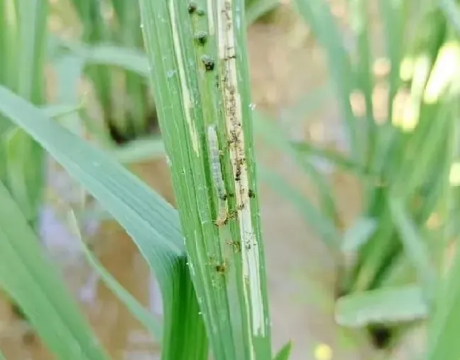 植物虫害|水稻稻纵卷叶螟用什么药防治最好（卷叶螟打啥农药效果好）