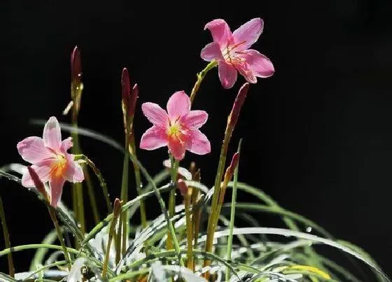 开花时间|韮莲一年开几次花