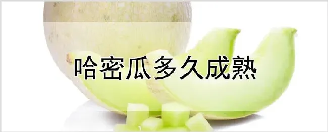 哈密瓜多久成熟 | 农业技术
